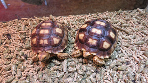 Sulcata Tortoise females