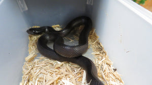 Mexican Black King Snake