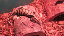 Load image into Gallery viewer, Merauke Blue Tongue Skink
