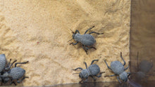 Load image into Gallery viewer, Blue Death Feigning Beetle
