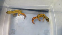 Load image into Gallery viewer, Jungle Designer Leopard Gecko Adult Pair
