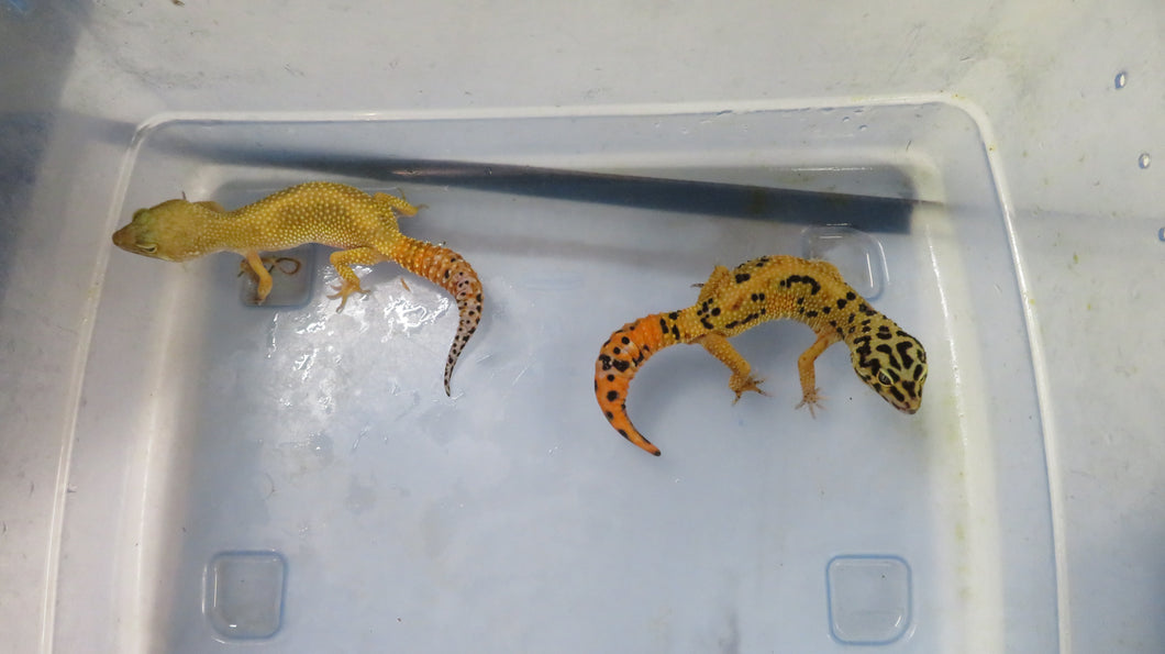 Jungle Designer Leopard Gecko Adult Pair