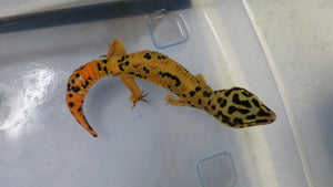 Jungle Designer Leopard Gecko Adult Pair