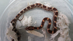 Corn Snake