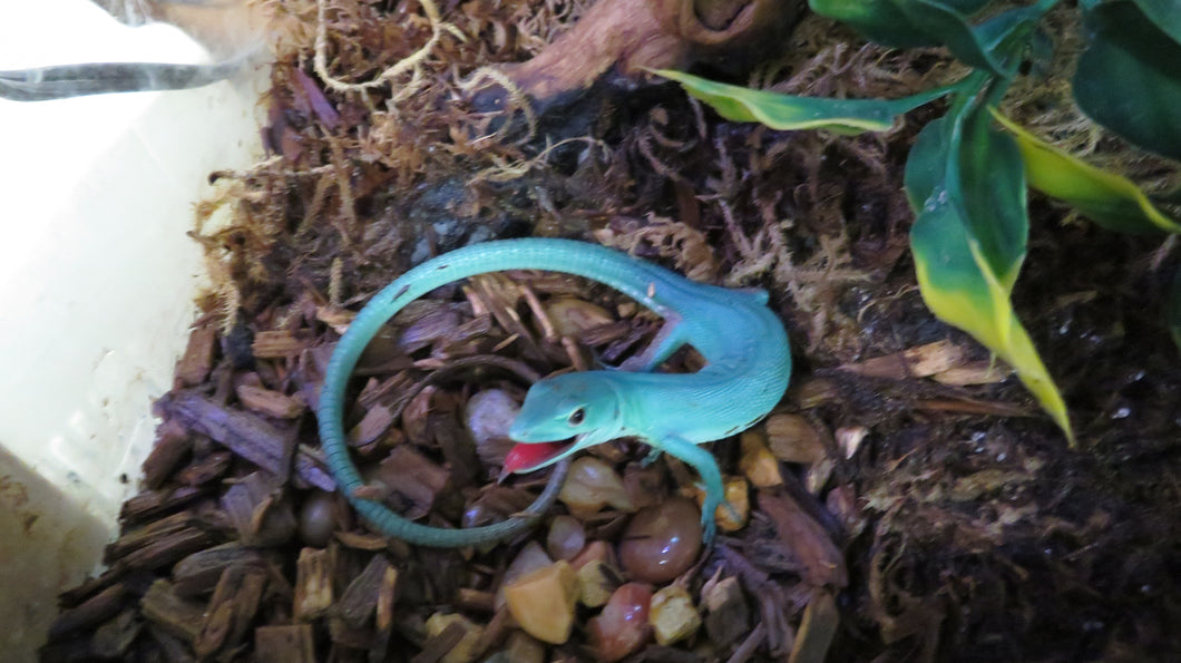 Green Keeled Lizard expected Oct 13, 2025