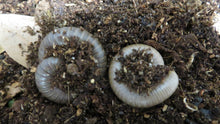 Load image into Gallery viewer, American Giant Millipede
