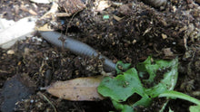 Load image into Gallery viewer, American Giant Millipede
