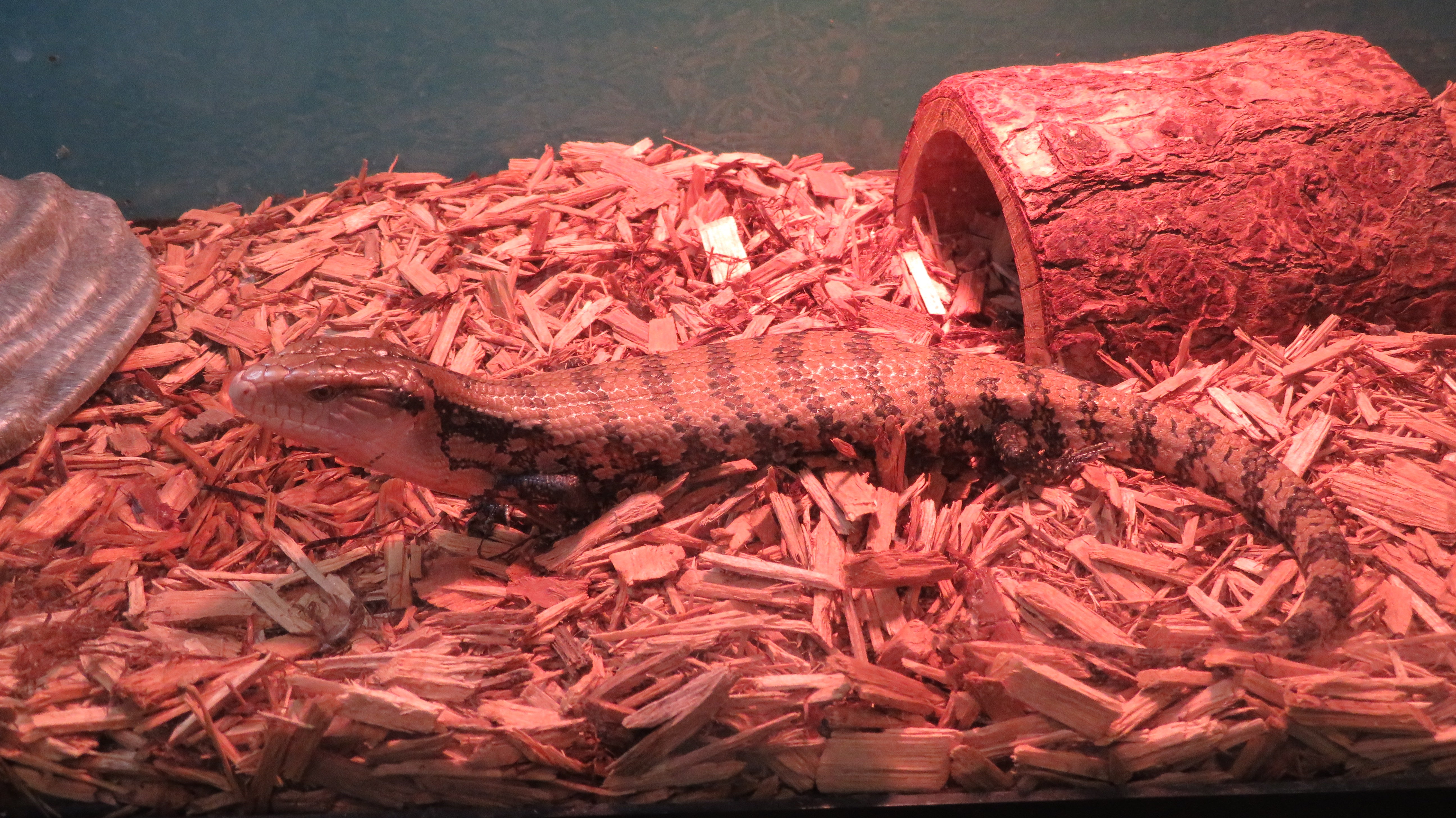 Bedding for blue tongue sales skink