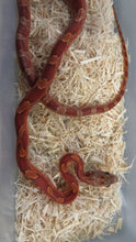 Load image into Gallery viewer, Blood Red Corn Snake
