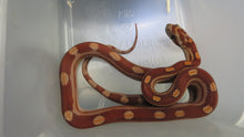 Load image into Gallery viewer, Motley Corn Snake
