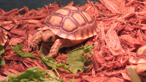 Sulcata Tortoise baby