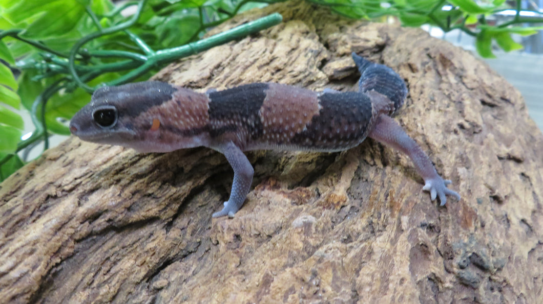 African Fat Tail Gecko cb