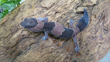 Load image into Gallery viewer, African Fat Tail Gecko cb
