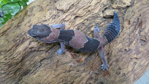 African Fat Tail Gecko cb