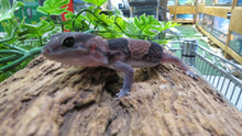 Load image into Gallery viewer, African Fat Tail Gecko cb
