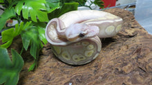 Load image into Gallery viewer, Banana Lesser super pastel leopard Ball Python
