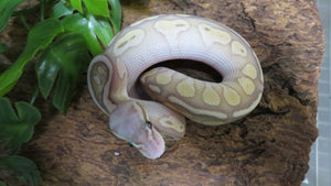 Banana Lesser super pastel leopard Ball Python