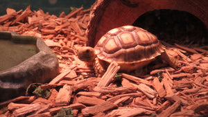 Sulcata Tortoise baby