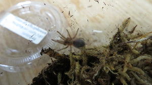 Curly Hair Tarantula