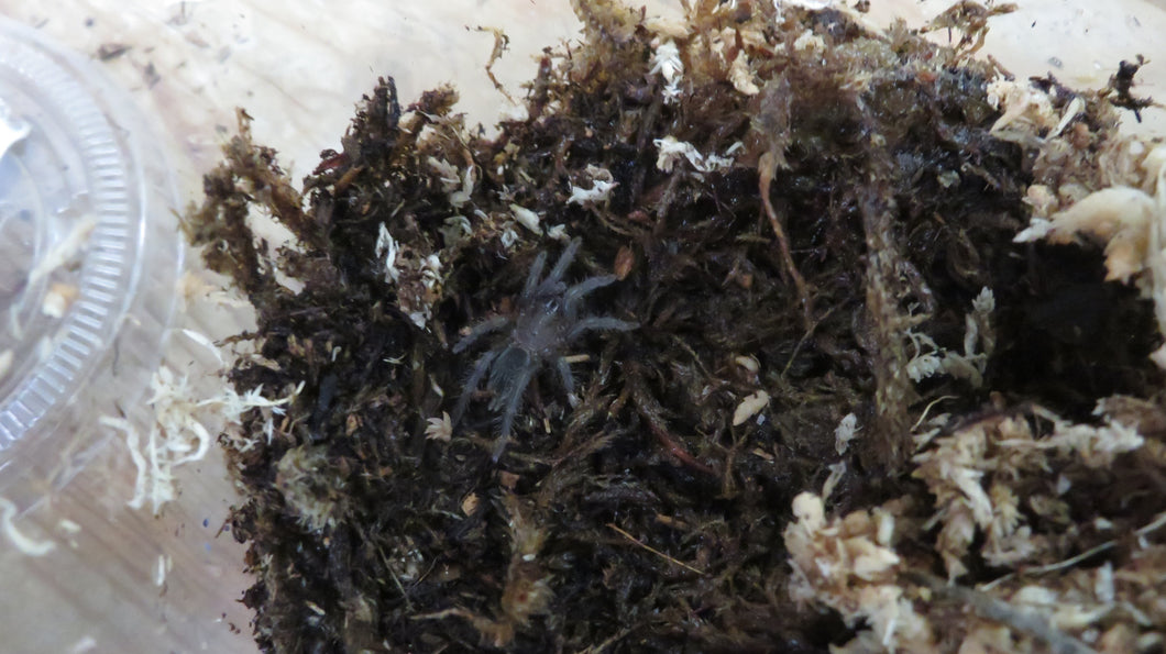 Curly Hair Tarantula