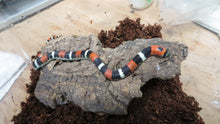 Load image into Gallery viewer, Tri color hognose
