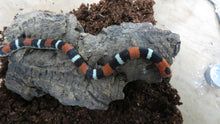 Load image into Gallery viewer, Tri color hognose
