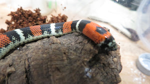 Tri color hognose