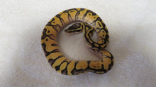 Load image into Gallery viewer, Enchi Super Pastel Ball Python
