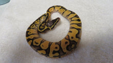 Load image into Gallery viewer, Enchi Super Pastel Ball Python
