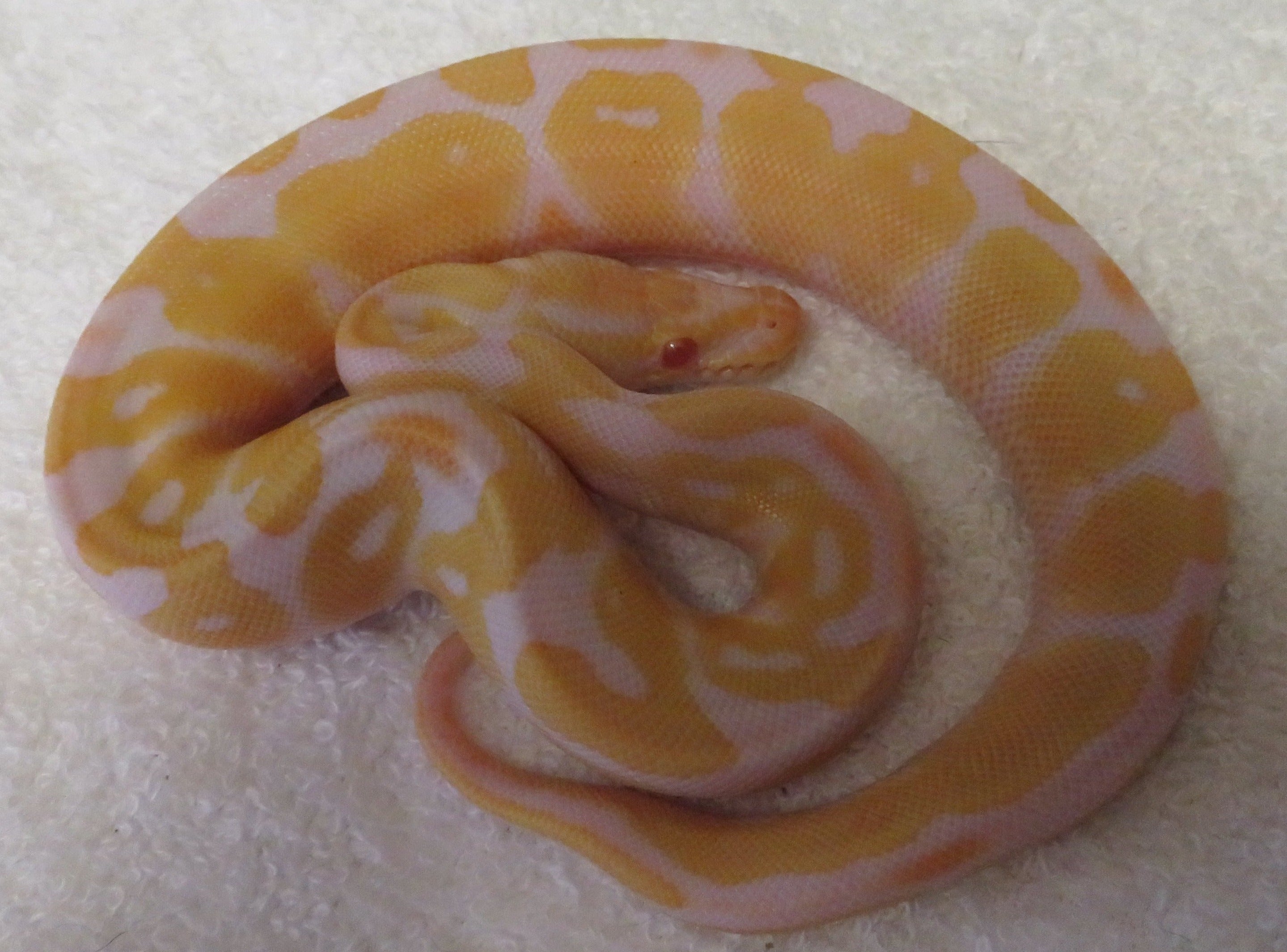 albino ball python snake