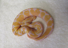 Load image into Gallery viewer, Albino Ball Python
