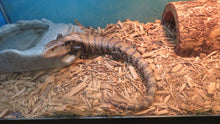 Load image into Gallery viewer, Merauke Blue Tongue Skink

