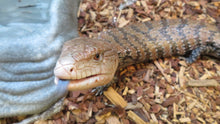 Load image into Gallery viewer, Blue Tongue Skink
