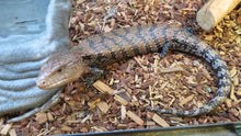 Load image into Gallery viewer, Blue Tongue Skink
