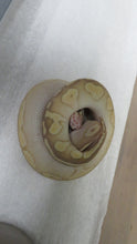 Load image into Gallery viewer, Banana Lesser super pastel leopard Ball Python
