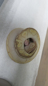 Banana Lesser super pastel leopard Ball Python