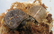 Load image into Gallery viewer, Baby Three Toed Box Turtle
