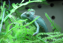 Load image into Gallery viewer, Veiled Chameleon
