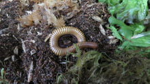 Load image into Gallery viewer, Texas Giant Gold Millipede
