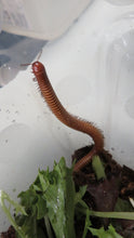 Load image into Gallery viewer, Texas Giant Gold Millipede
