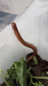 Texas Giant Gold Millipede