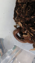 Load image into Gallery viewer, Texas Giant Gold Millipede
