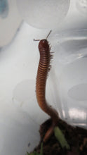 Load image into Gallery viewer, Texas Giant Gold Millipede
