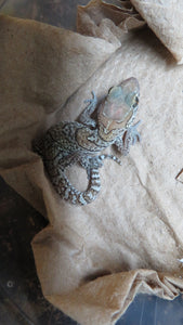 Pictus Geckos aka Panther Geckos