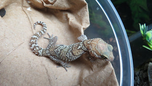 Pictus Geckos aka Panther Geckos