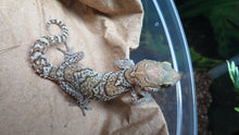 Load image into Gallery viewer, Pictus Geckos aka Panther Geckos
