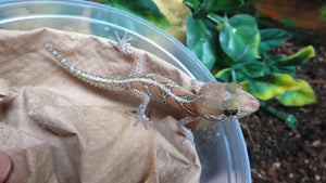 Pictus Geckos aka Panther Geckos