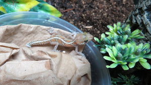 Pictus Geckos aka Panther Geckos