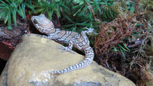 Load image into Gallery viewer, Pictus Geckos aka Panther Geckos
