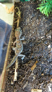 Pictus Geckos aka Panther Geckos